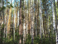 Во Владимирской области утверждён Лесной план на 2019 – 2028 годы
