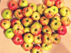 Самые вкусные яблоки